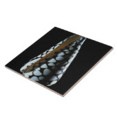 Carreau Coquille 2 de cône (Côté)