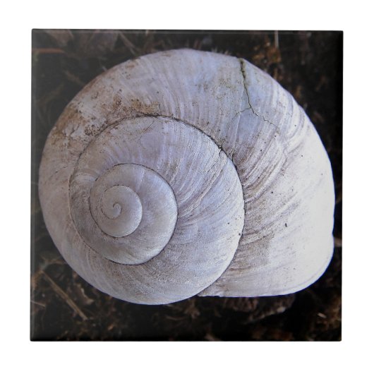Carreau Coquille d'escargot cool (Devant)
