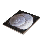 Carreau Coquille d'escargot cool (Côté)