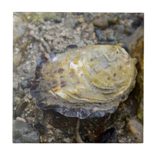 Carreau Coquille d'huître