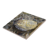 Carreau Coquille d'huître (Côté)