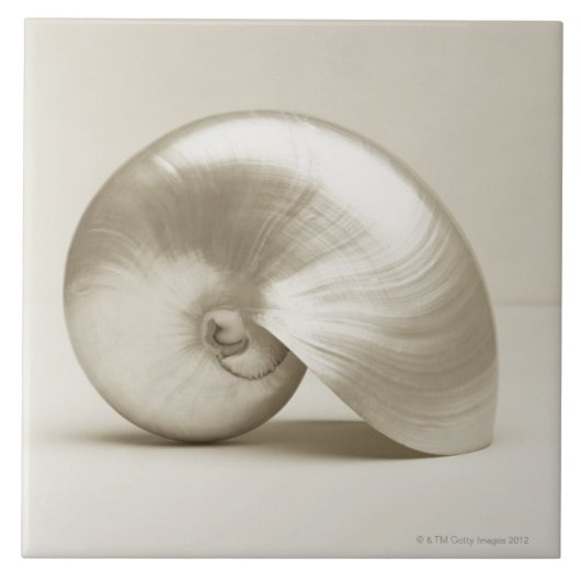 Carreau Coquille Pearlised de mer de nautilus (Devant)
