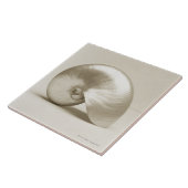 Carreau Coquille Pearlised de mer de nautilus (Côté)