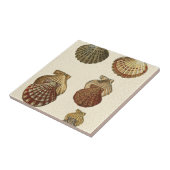 Carreau Coquilles antiques craquelées (Côté)