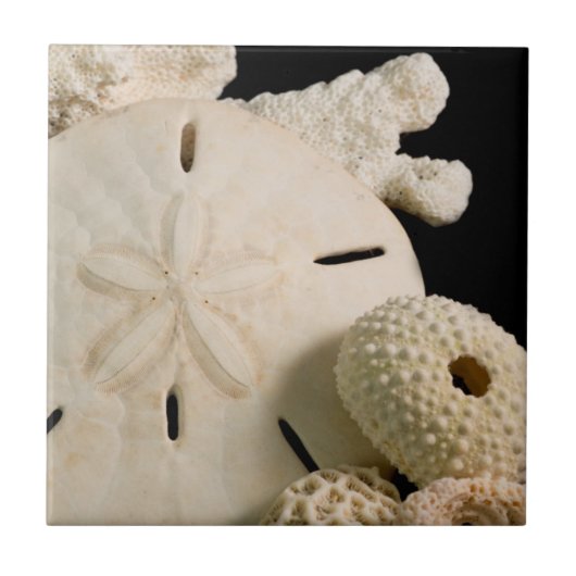 Carreau Coquilles blanches et dollar de sable (Devant)