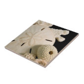 Carreau Coquilles blanches et dollar de sable (Côté)