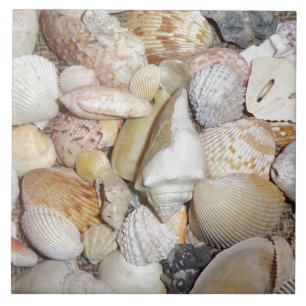 Carreau Coquilles de mer