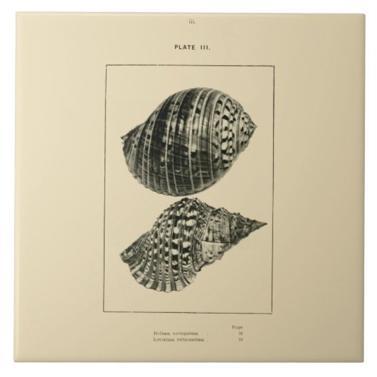 Carreau Coquilles de NZ - variegatum de Dolium, rubicundum (Devant)