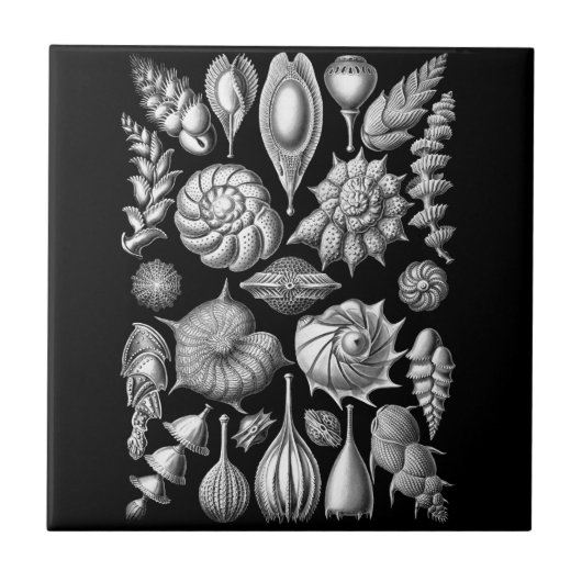 Carreau Coquilles et fossiles de mer dans 1 noir et blanc (Devant)