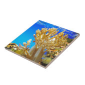 Carreau Corail dans un aquarium (Côté)