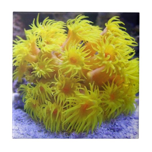 Carreau Corail orange de Sun (Devant)