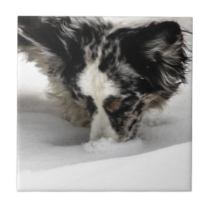 Carreau Corgi de museau de neige