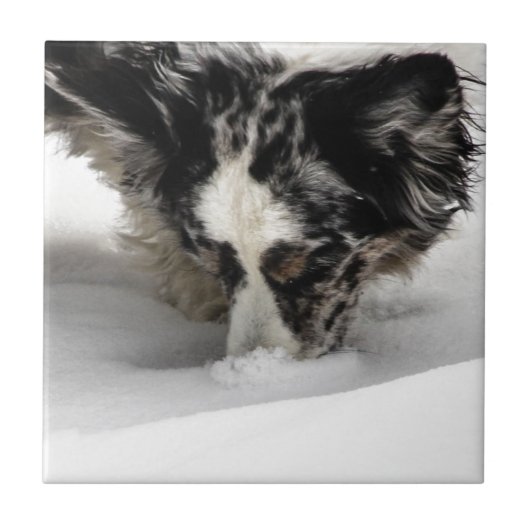 Carreau Corgi de museau de neige (Devant)