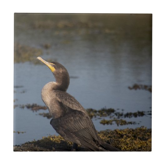 Carreau Cormorant à double poitrine (Devant)