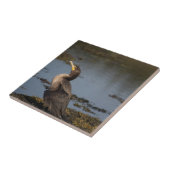 Carreau Cormorant à double poitrine (Côté)