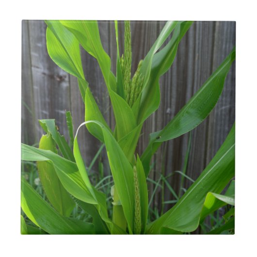 Carreau Corn Stalk (Devant)