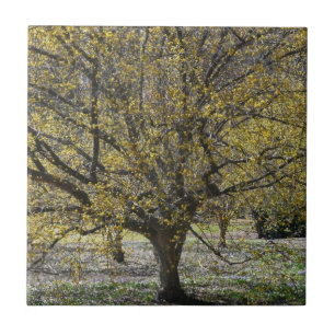 Carreau Corneille cerise Dogwood et la gloire de la neige