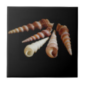 Carreau Cornes marines (Devant)