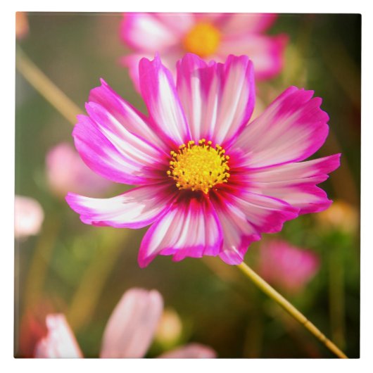 Carreau Cosmos rose, Cottage jardin Rosalinde (Devant)