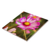 Carreau Cosmos rose, Cottage jardin Rosalinde (Côté)