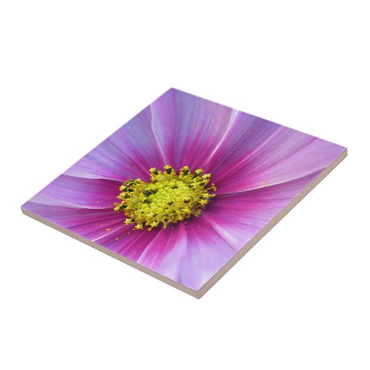 Carreau Cosmos roses (Côté)