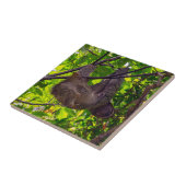 Carreau Costa Rica - Happy Lazy Sloth, Antonio Manuel NP (Côté)