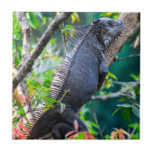 Carreau Costa Rica, Muelle - Lazy Iguana reposant dans un  (Devant)