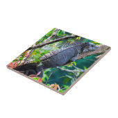 Carreau Costa Rica, Muelle - Lazy Iguana reposant dans un  (Côté)