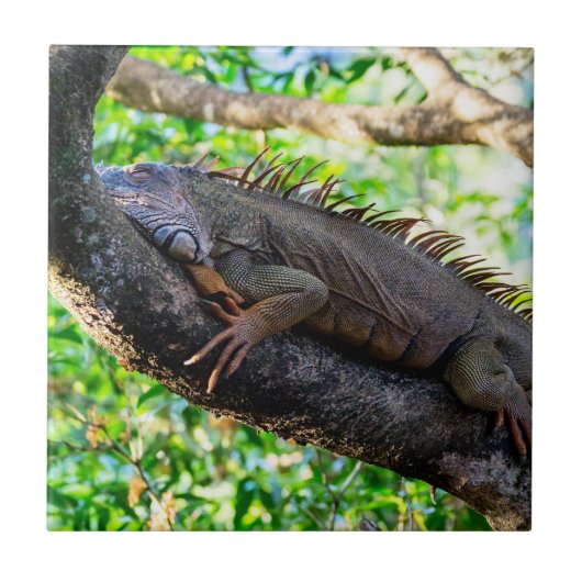 Carreau Costa Rica, Muelle - Lazy Iguana reposant dans un  (Devant)