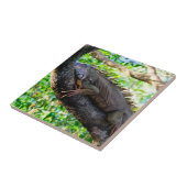 Carreau Costa Rica, Muelle - Lazy Iguana reposant dans un  (Côté)