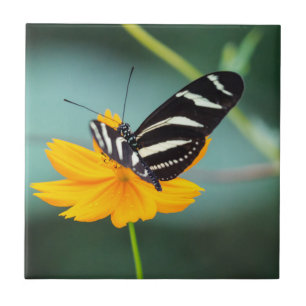 Carreau Costa Rica - Papillon Heliconius Charitonia