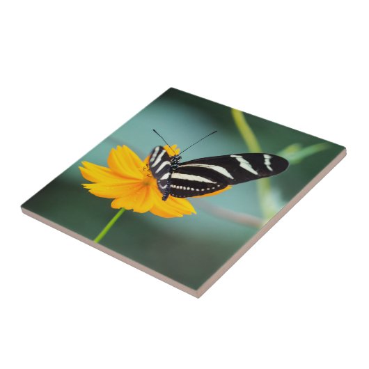 Carreau Costa Rica - Zebra Longwing Butterfly (Côté)