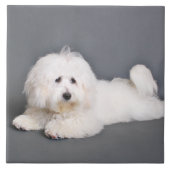 Carreau Coton de Tulear - Joci (Devant)