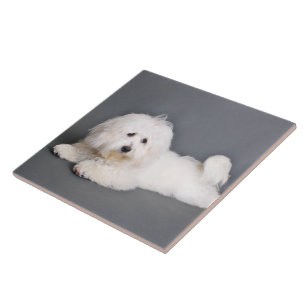 Carreau Coton de Tulear - Joci