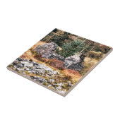 CARREAU COTTATES BIENNES (Côté)