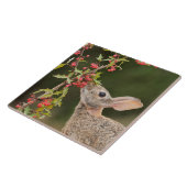 Carreau Cottontail Est | Sud du Texas (Côté)