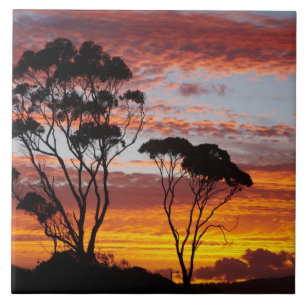 Carreau Coucher de soleil et arbre à gomme, Binalong Bay,