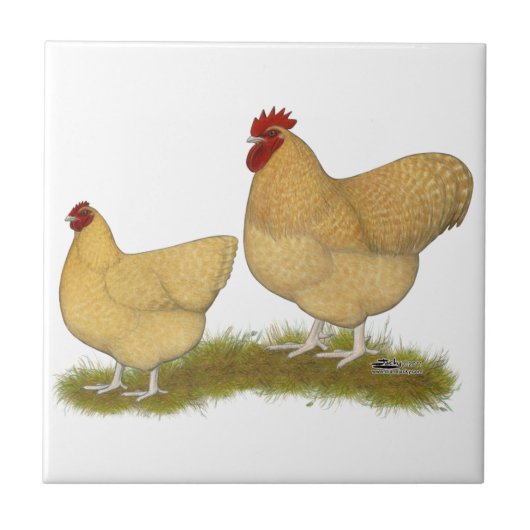 Carreau Coucou de citron d'Orpingtons (Devant)