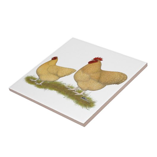 Carreau Coucou de citron d'Orpingtons (Côté)