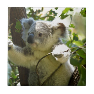 Carreau Coucou de Koala