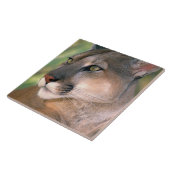 Carreau Cougar, Californie (Côté)