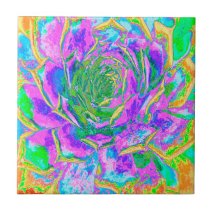 Carreau Couleurs arc-en-ciel Fiesta Succulent Sedum Rosett