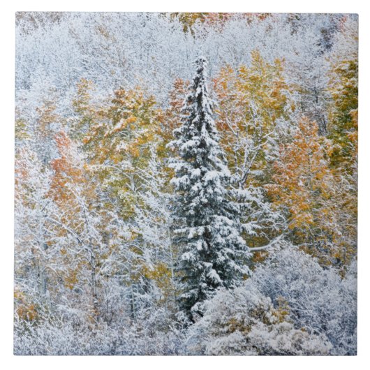 Carreau Couleurs automnales des Aspens et du col Keebler (Devant)