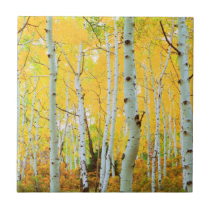 Carreau Couleurs d'automne des arbres d'Aspen 1