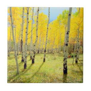 Carreau Couleurs d'automne des arbres d'Aspen 4
