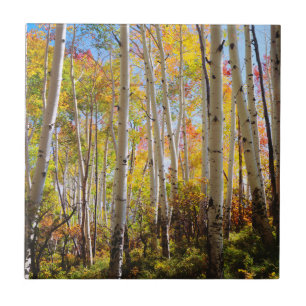 Carreau Couleurs d'automne des arbres d'Aspen 5