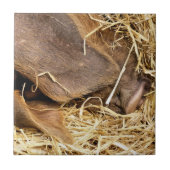 CARREAU COUPER (Devant)