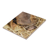 CARREAU COUPER (Côté)