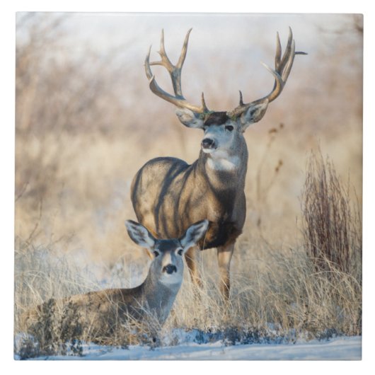 Carreau Couple de cerfs mulet (Devant)
