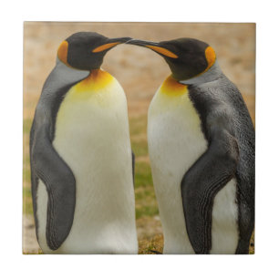 Carreau Couple de manchots royaux, Falklands